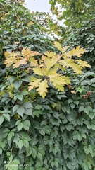 Quercus rubra