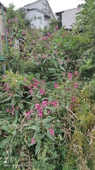 Impatiens glandulifera