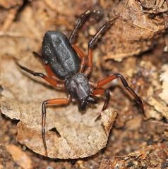 Platyoides walteri