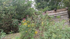 Impatiens glandulifera