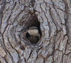 Trachylepis binotata