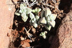 Crassula deltoidea