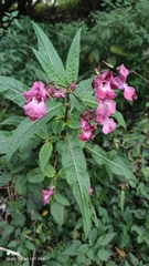 Impatiens glandulifera