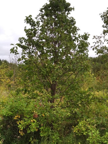 Manchurian Alder