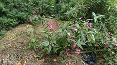 Impatiens glandulifera