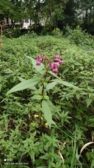 Impatiens glandulifera