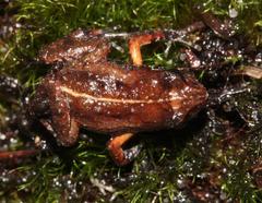 Arthroleptella lightfooti