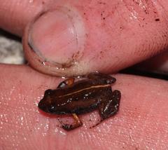 Arthroleptella lightfooti