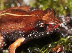 Arthroleptella lightfooti