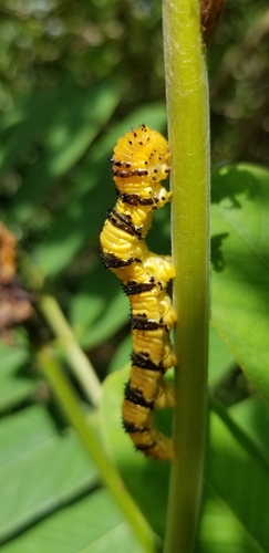 Orange-barred Sulphur