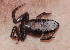 Arthroleptella lightfooti