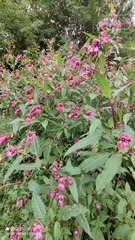 Impatiens glandulifera