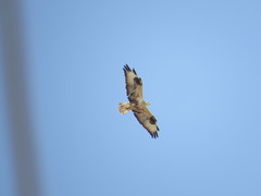 Buteo rufinus