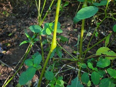 Insecta