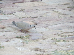 Streptopelia decaocto