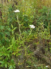Achillea alpina camtschatica