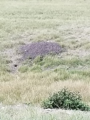 Urocitellus richardsonii