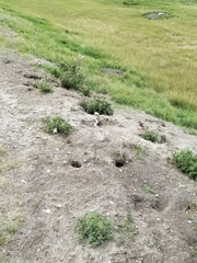 Urocitellus richardsonii