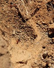 Crematogaster melanogaster