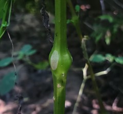 Insecta
