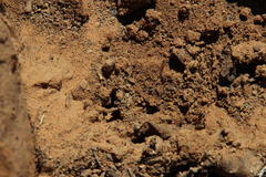 Crematogaster melanogaster