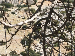 Cyanistes teneriffae