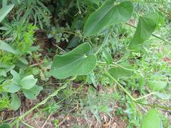 Riocreuxia polyantha