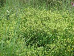 Riocreuxia polyantha