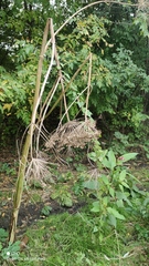 Heracleum sosnowskyi