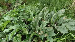 Heracleum sosnowskyi