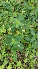 Impatiens parviflora