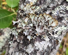 Platismatia norvegica