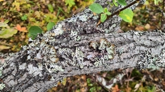 Platismatia norvegica