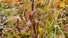 Gentianella campestris campestris