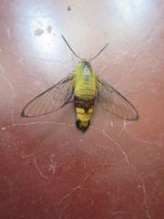 Cephonodes hylas virescens