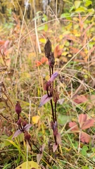 Gentianella campestris campestris