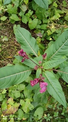 Impatiens glandulifera