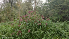 Impatiens glandulifera
