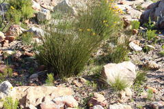 Hypodiscus argenteus