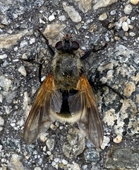 Mesembrina decipiens