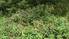 Impatiens glandulifera