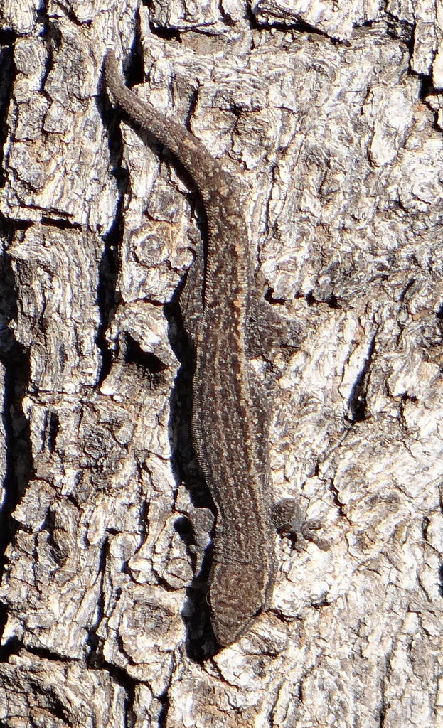 Bradfield's Dwarf Gecko