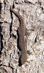 Lygodactylus bradfieldi