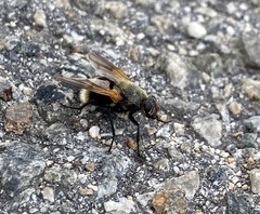 Mesembrina decipiens