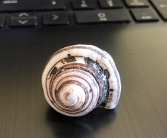 Opeatostoma pseudodon