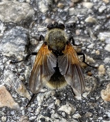 Mesembrina decipiens