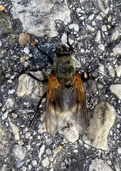 Mesembrina decipiens