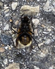 Mesembrina decipiens