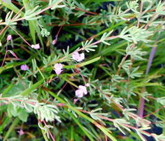 Indigofera filicaulis