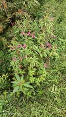 Impatiens glandulifera